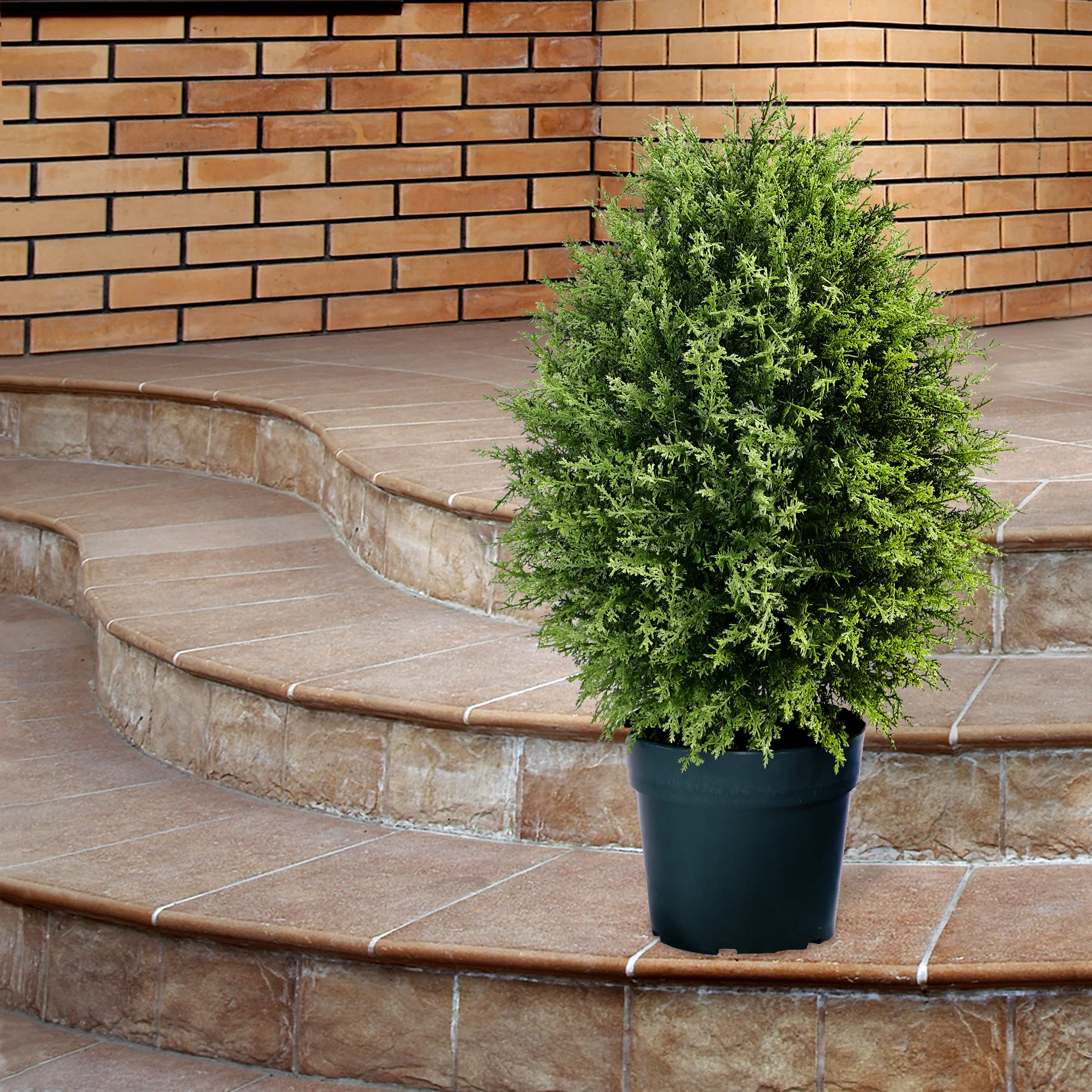 26" Cypress Tree - Image 2