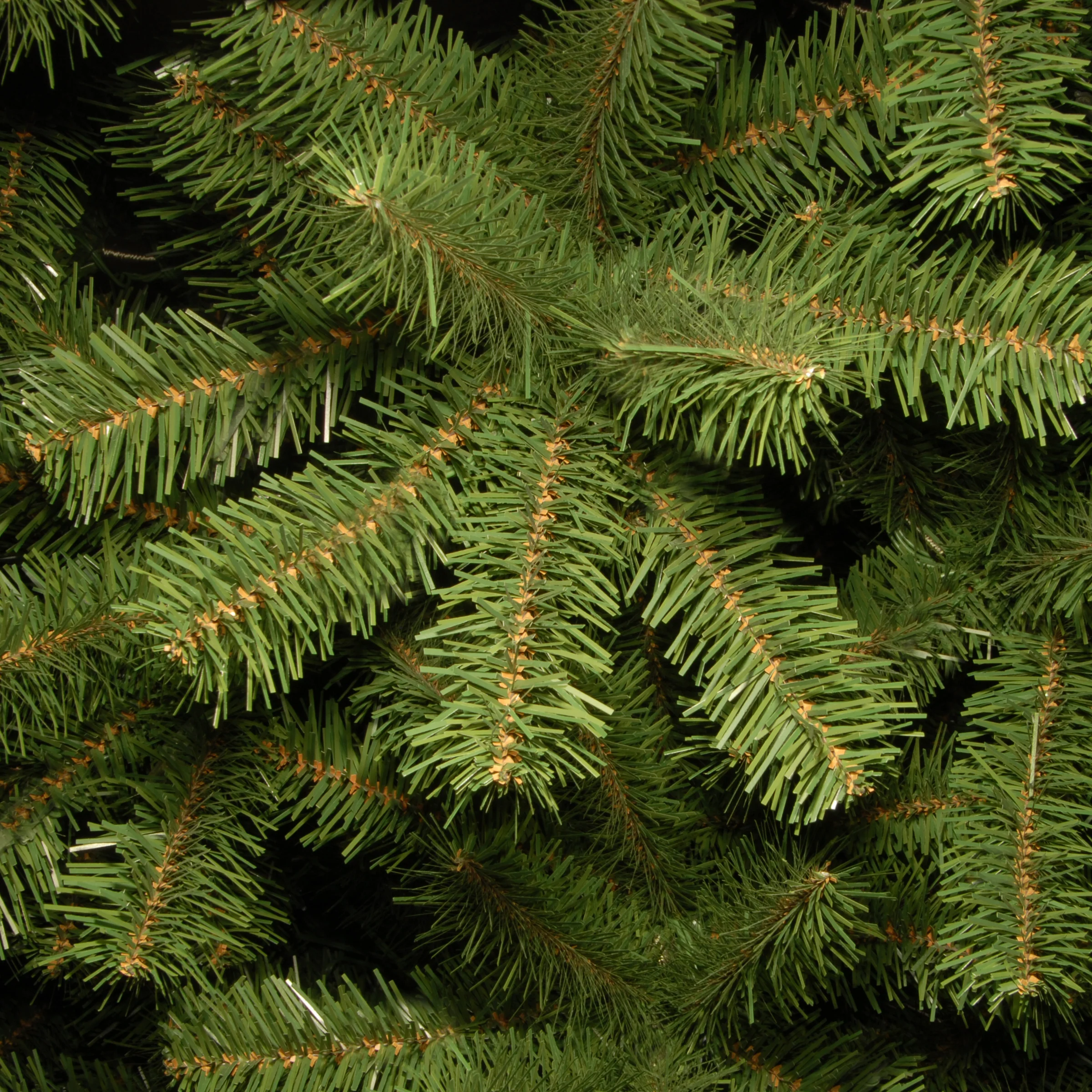 7.5 ft. North Valley Spruce Tree - Image 3