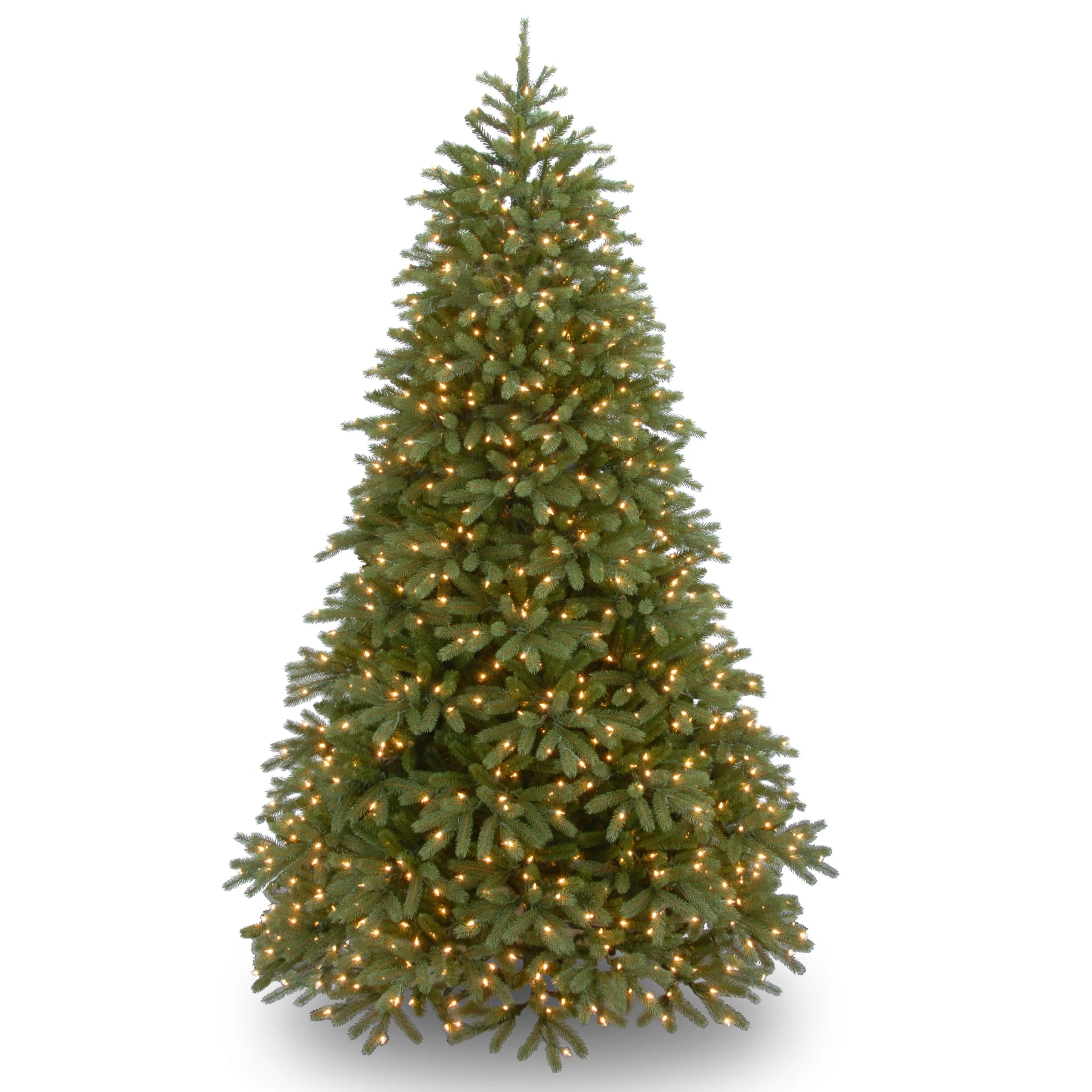 Jersey Fraser Fir Medium Trees